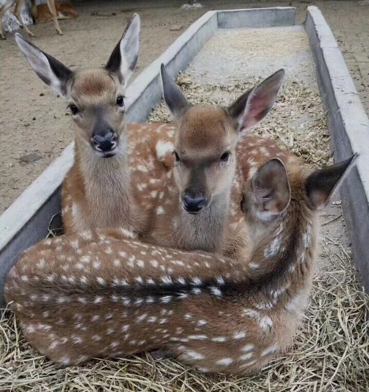 雙陽梅花鹿幼崽